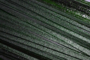 Goldstone/Bluestone Stringer & Ribbons